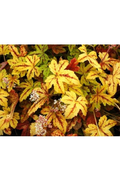 Цветение гейхеры Санрайз Фолс