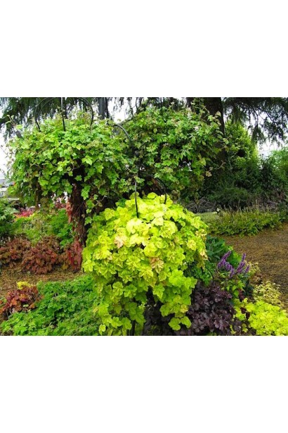 Гейхера Санрайз Фолс в ландшафтной композиции