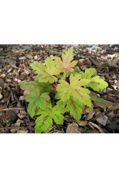 Heucherella hybride Sunrise Falls