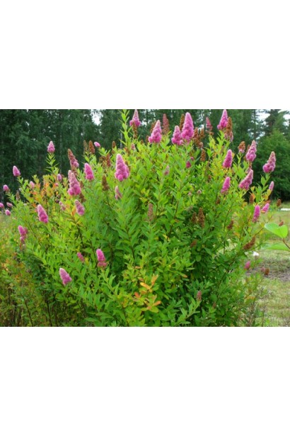 Куст спиреи Триумфанс с густой зеленой кроной.