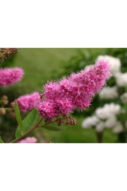 Spiraea billardii Triumphans