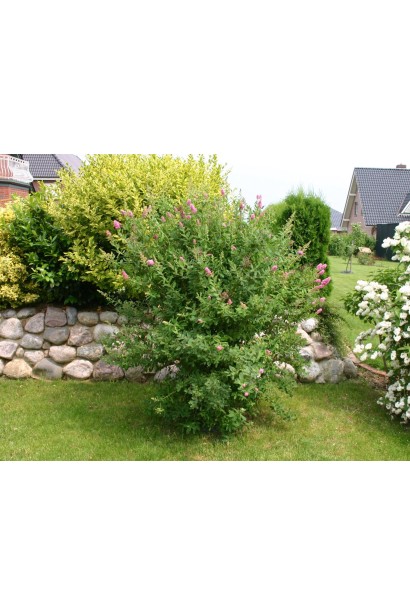 Триумфанс: компактный и привлекательный декоративный куст.