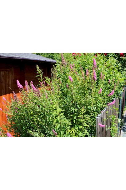 Куст спиреи Триумфанс для живых изгородей.