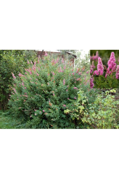 Неприхотливый и морозостойкий куст Триумфанс.