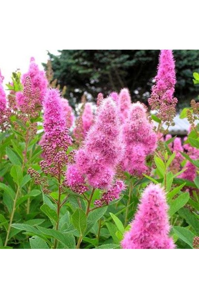 Спирея Триумфанс с розовыми соцветиями.