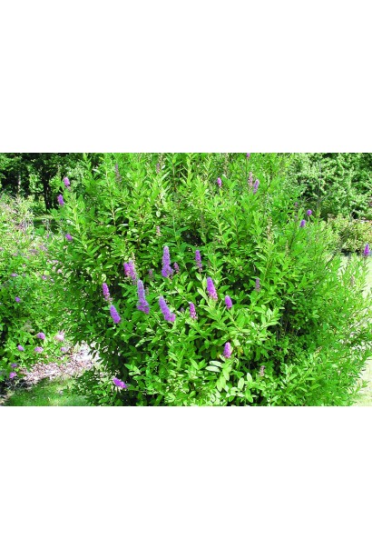 Спирея билларда Триумфанс