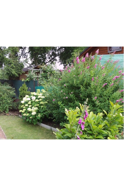 Яркий акцент в саду – спирея Триумфанс.