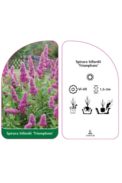 Спирея билларда Триумфанс