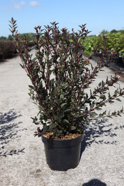 Пухироплідник калинолистий Літл Девіл | Physocarpus opulifolius Little Devil