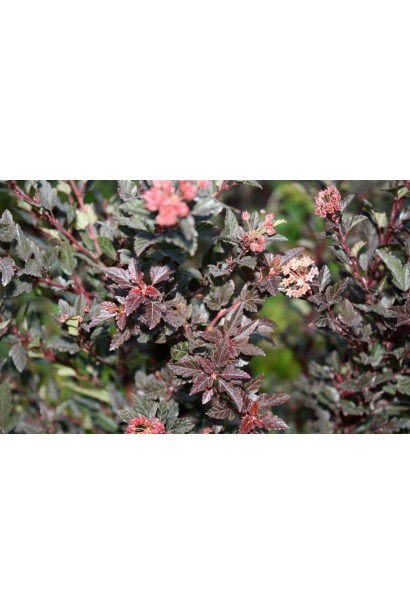 Яскраве пурпурове листя додає акценту в ландшафт.