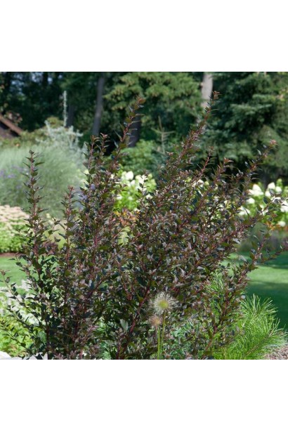 Physocarpus opulifolius Little Devil