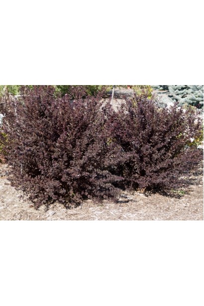 Елегантний компактний кущ із темно-фіолетовим листям.