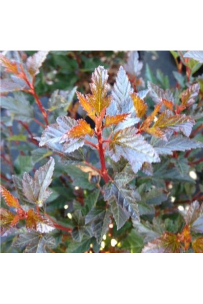 Темно-пурпурове листя чудово виділяється в ландшафті.