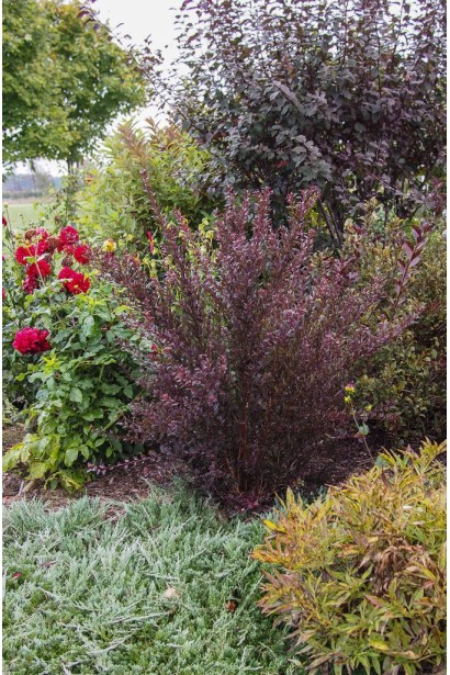 Компактний кущ Літл Девіл для декоративного саду.