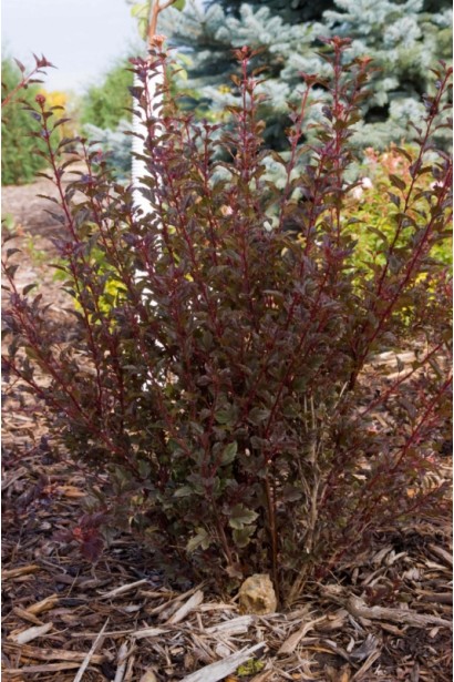 Пухироплідник Little Devil прикрашає сад своїм кольором.