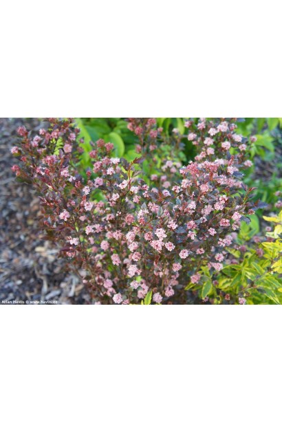 Літл Девіл — компактна окраса для будь-якого саду.