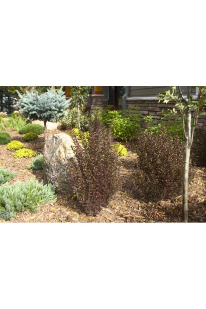 Little Devil — ідеальний вибір для компактних просторів.