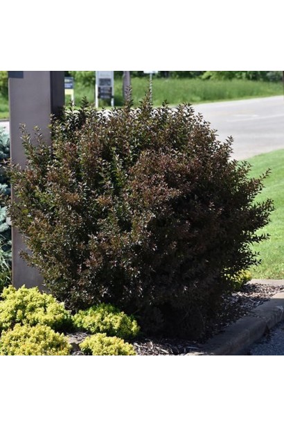 Кущ Little Devil гармонійно виглядає в композиціях.