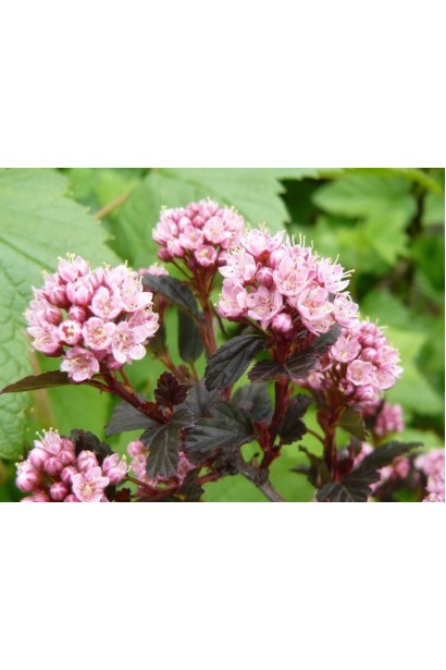 Квіти Пухироплідника калинолистий Літл Девіл