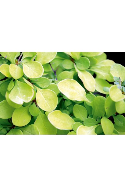 Барбарис тунберга Голден Хоризон листья