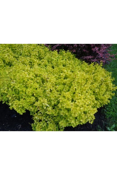 Барбарис тунберга Голден Хоризон желтый