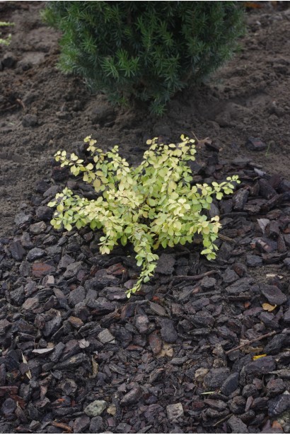 Барбарис Golden Horizon посадка