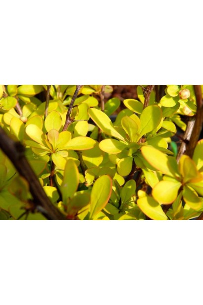 Барбарис тунберга Голден Хоризон 