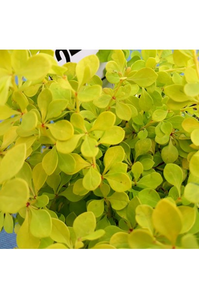 Berberis thunbergii Golden Horizon