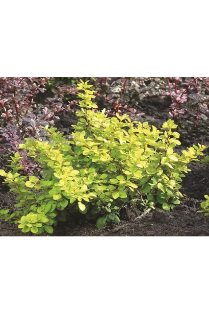 Барбарис Голден Хоризон в ландшафте