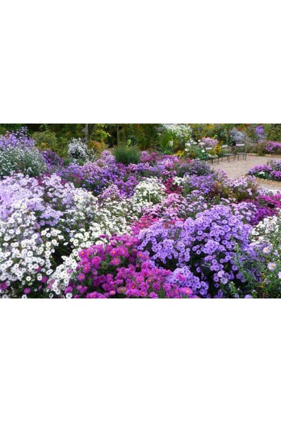 Морозец Аннеке 