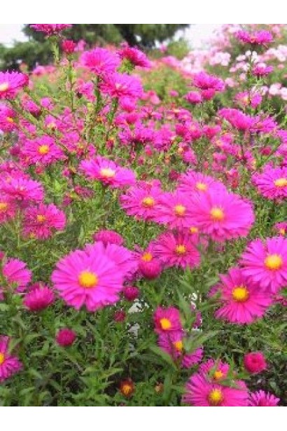 Астра малинового цвета