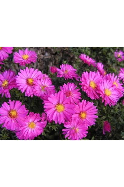 Астра Аннеке малиновые цветы