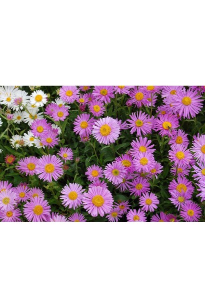 Aster dumosus Anneke