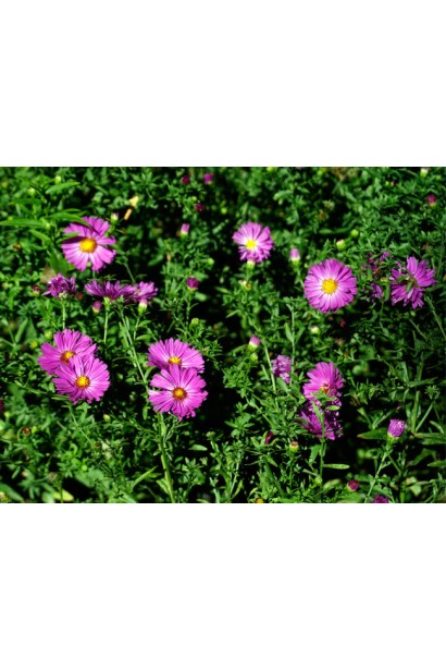 Астра кустовая Аниек малиновые цветы