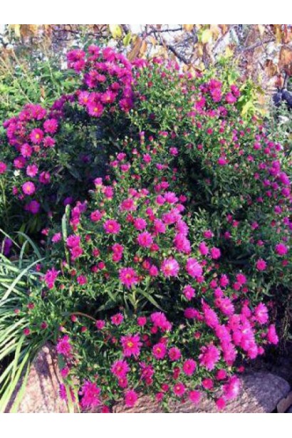 Астра кустовая Аннеке в ландшафте