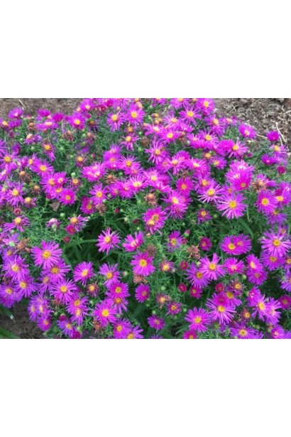 Астра кустовая / Морозец Аннеке 