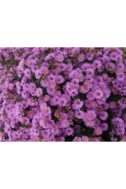 Астра кустовая Аннеке обильное цветение