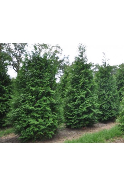 Складчаста туя Мартін із насичено-зеленою хвоєю.