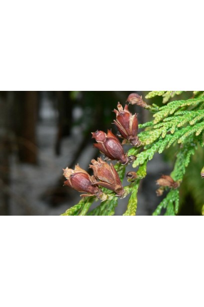 Туя складчаста Мартін - хвоя