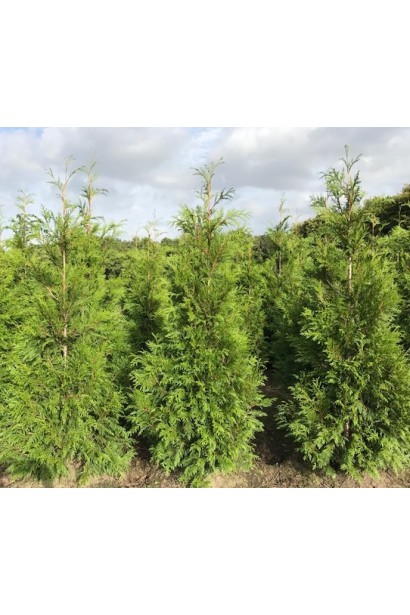 Вічнозелена туя Мартін із густою кроною.