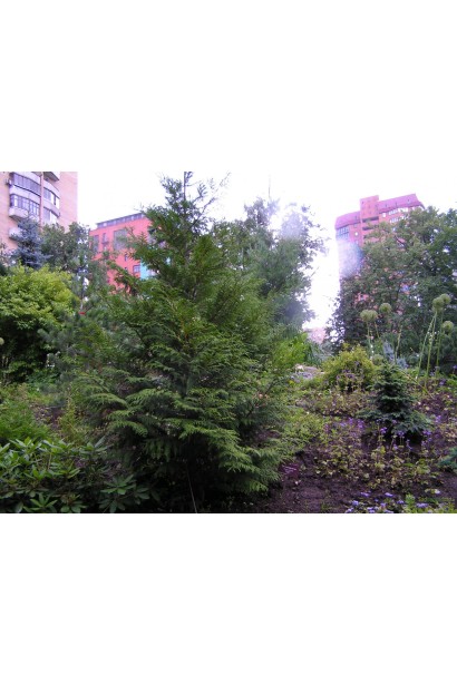 Туя складчаста Мартін – стійка до міських умов.