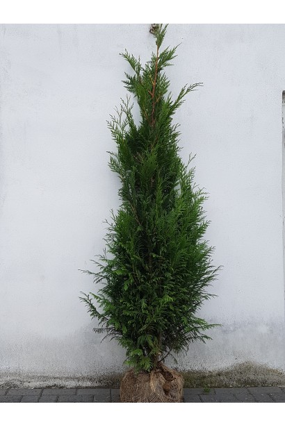 Компактна туя Мартін для невеликих садів.