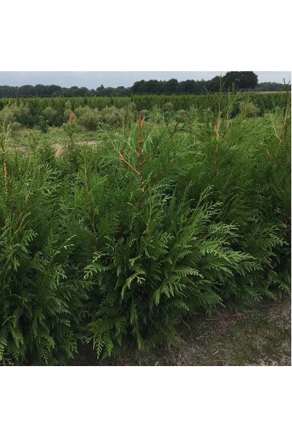 Thuja plicata Martin