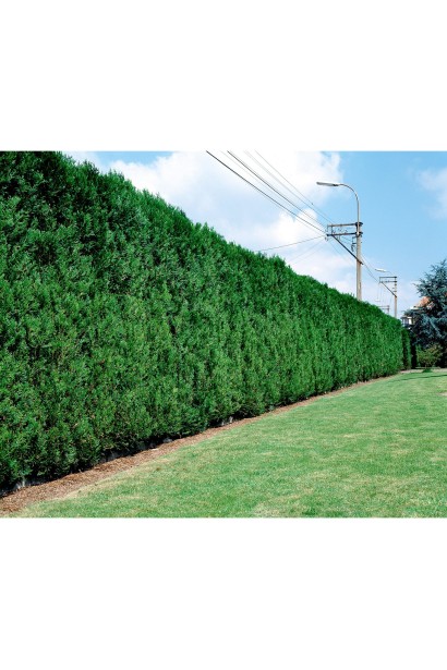 Туя Мартін – морозостійка для живоплотів.