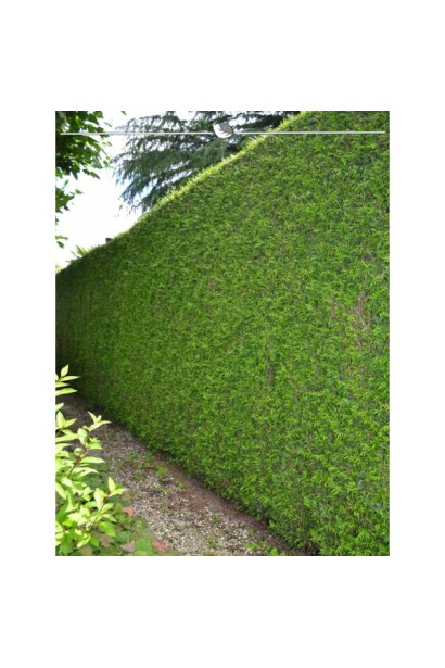 Туя складчаста Мартін - жива огорожа