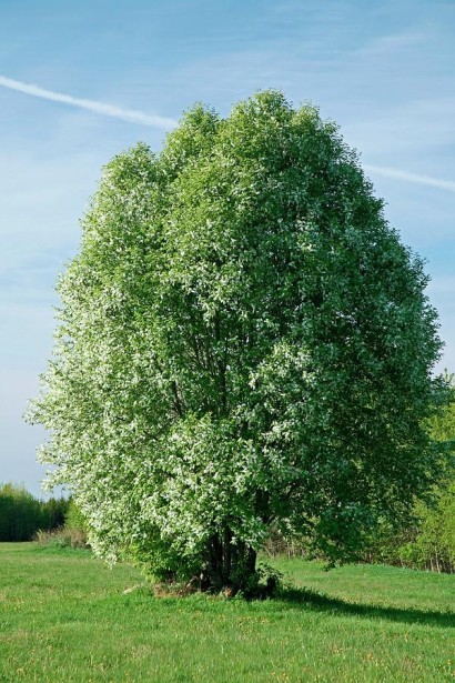 Черемха звичайна, високе дерево з білими квітами.