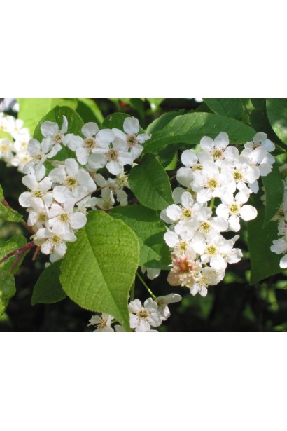 Черемха звичайна з білими квітами навесні.