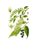 Черёмуха обыкновенная | Черемха звичайна | Prunus padus