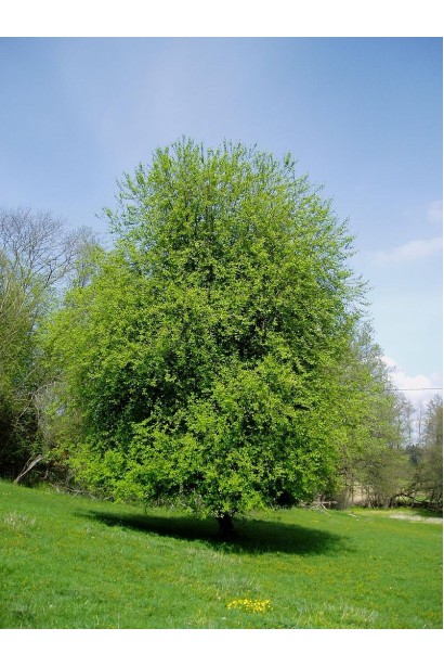 Черемха звичайна з білими квітами і зеленим листям.