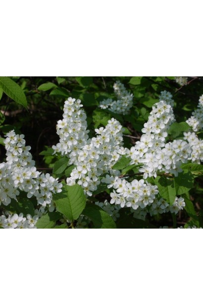 Черемха звичайна з квітами, що розцвітають у весняний період.